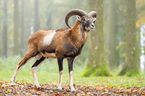 European mouflon (Ovis aries musimon) ram (male) standing in a forest in autumn, Bavaria, Germany