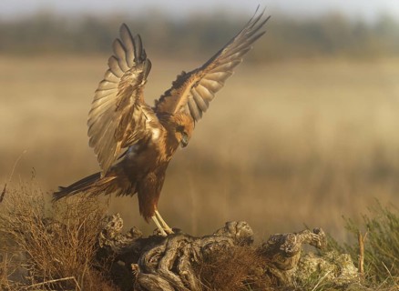 Young female marsh harrier (Circus aeruginosus) on a tree root in morning fog, Castilla-La Mancha,