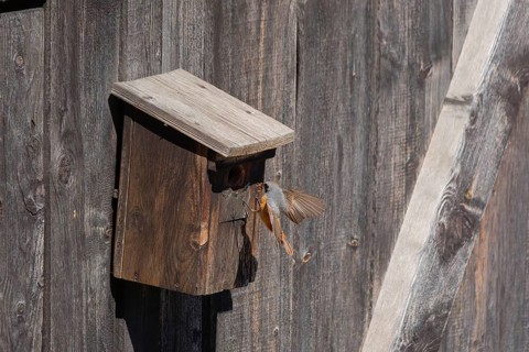 A male common redstart (Phoenicurus phoenicurus) landing on a birdhouse with insects in its beak,