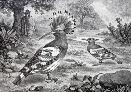 Bird, Hoopoe, Upupa epops, Historical, digitally enhanced reproduction of a 19th century model