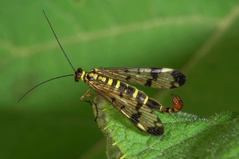 A male scorpion fly (Panorpa communis) with transparent wings on a green leaf, Baden-Württemberg,