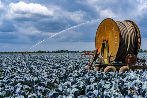 Agriculture, artificial irrigation of a field, irrigation system, cabbage cultivation, red cabbage,