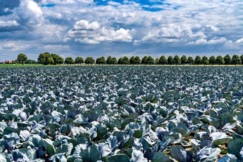 Agriculture, fields, cabbage cultivation, red cabbage, near Kempen on the Lower Rhine, North