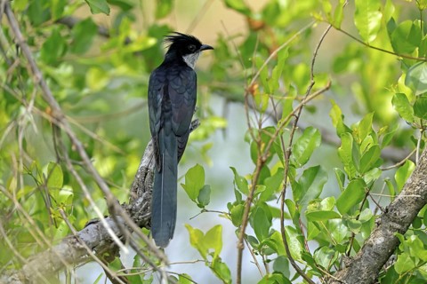 Cape Cuckoo (Clamator levaillantii), adult, on tree, alert, Kruger, Kruger National Park, South