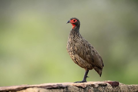 Swainson's francolin (Pternistis swainsonii), adult, alert, Kruger, Kruger National Park, South