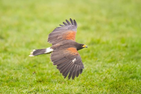 Harris's hawk (Parabuteo unicinctus) flying over a meadow, autumn, Bavaria, Germany