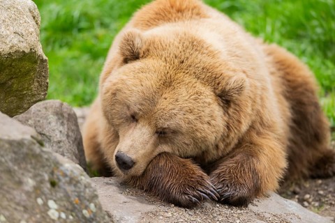 Eurasian Brown Bear (Ursus arctos arctos) lying on a rock, Bavaria, Germany