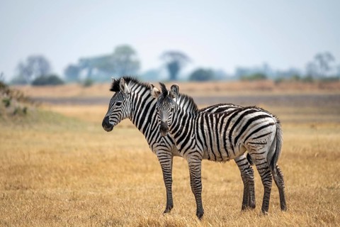 Steppe zebras (Equus quagga), two zebras in dry savannah, Okavango Delta, Moremi Game Reserve,