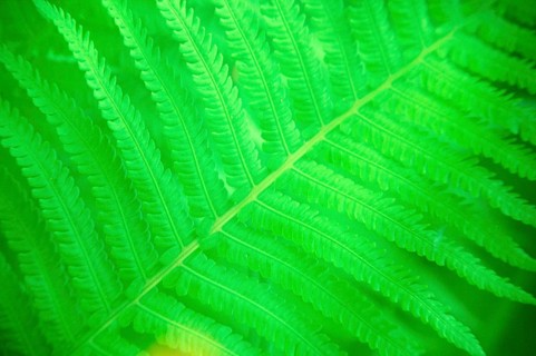 Fern leaf