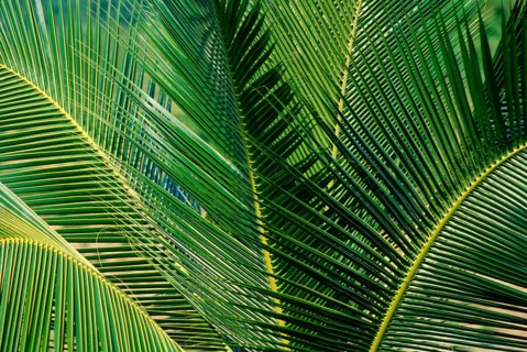 Coconut palm, leaves