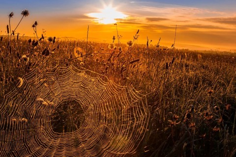 Spider's web in the morning light