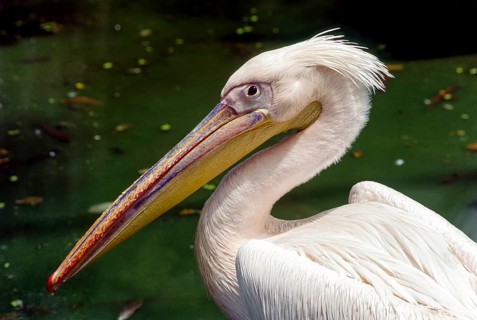 Rosy Pelican in Arignar Anna Zoological Park at Vandalur (Vandalur Zoo) in Chennai, Tamil Nadu,