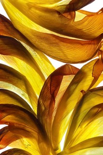 Withered petals of a tulip on a white background