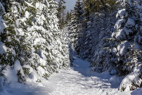 Hiking trail around the Oderteich in winter Harz National Park