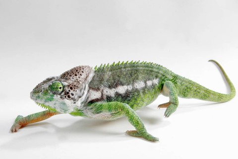 Madagascar giant chameleon (Furcifer verrucosus)