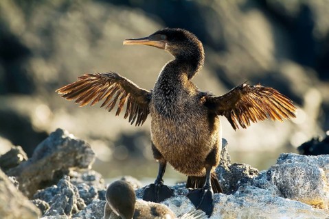 Flightless Cormorant (Phalacrocorax harrisi), Fernandina Island, Galapagos Islands, Ecuador