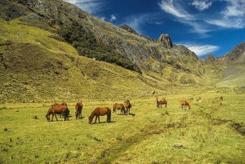 Horses grazing in scenic green valley between high mountain peaks in Peruvian Andes