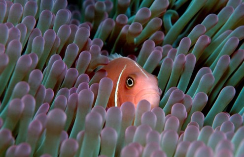 Pink Anemonefish, Collar Anemonefish (Amphiprion perideraion), False Whiteback Clownfish, Whiteback
