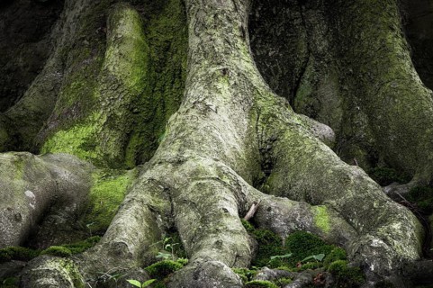 Ancient beech (Fagus), root approach, Jasmund National Park, Rügen, Mecklenburg-Western Pomerania,
