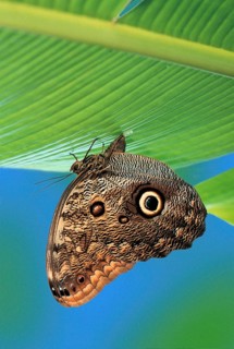 Owl Buttfly, female, lying eggs (Caligo memnon)
