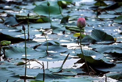 Sacred lotus Laxmi lotus, Indian lotus (Nelumbo nucifera) flower Tamil Nadu, South India, India,