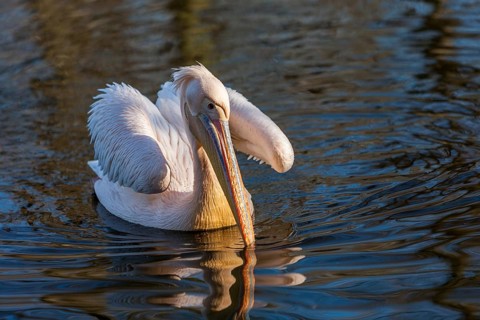 Pelican
