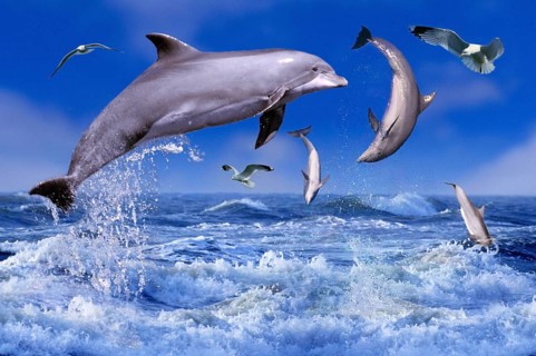 Bottlenose dolphins (Tursiops truncatus) and gulls (porpoises) (animals) (outside) (outdoor) (side)
