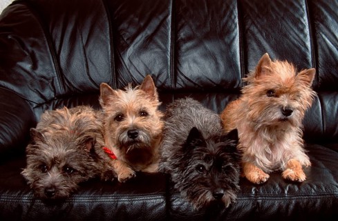 Cairn-Terrier