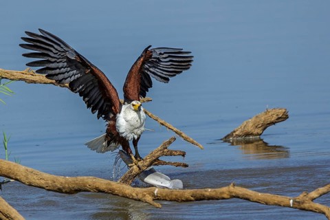 African Fish Eagle (Haliaeetus vocifer), Africa, Zambia, Zambia, hunting, prey, fish