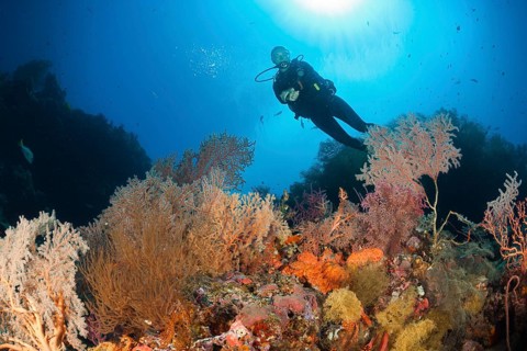 Scuba Diver over Coral Reef, New Ireland, Papua New Guinea | Scuba Diver over Coral Reef, New