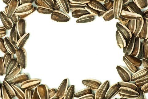 Raw sunflower seeds.Isolated border on white