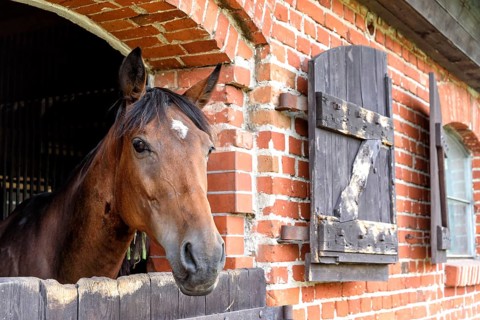 Stud farm in Masuria