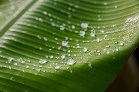 Drops of water