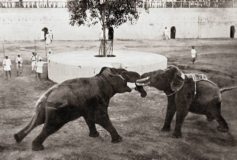 Old vintage photo of Elephants fighting