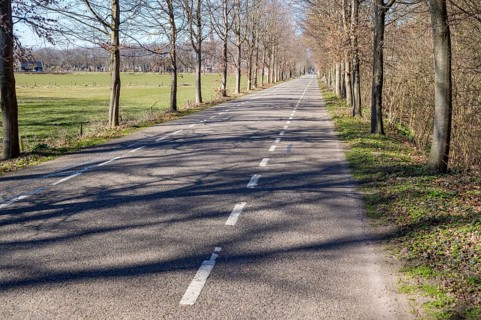 Paved road with dashed white lines passing between rows of trees and green fields in early spring