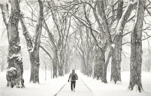 Lonely male figure walking in a blizzard - alley of old elm trees - historical Oval at Colorado