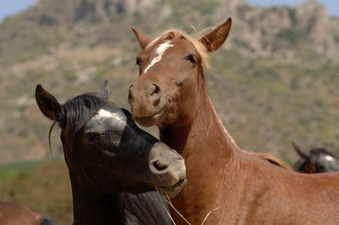 Playing young stallions, dark grey and chestnut