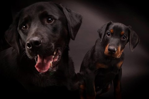Doberman pinscher (Dobie) puppy in a studio setting