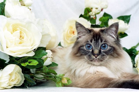 SACRED BIRMAN CAT, BIRMAN CAT, BIRMAN CAT, ADULT, SEAL-TABBY-POINT
