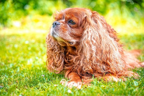 A lying dog breed Cavalier King Charles Spaniel with long fur enjoys the natural environment,