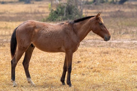 Andalusian horse (Pura Raza Española), perfect, Pantanal, inland, wetland, UNESCO Biosphere