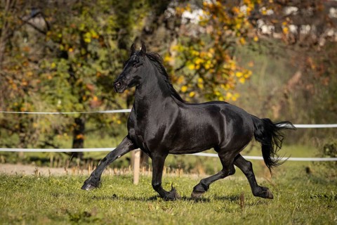 Frisian gelding in the pasture in autumn