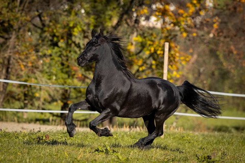 Frisian gelding in the pasture in autumn
