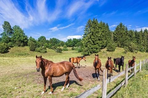 Riding horses in a pasture by a fence