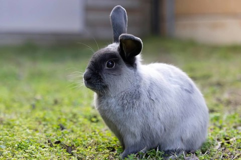A beautiful lop rabbit against an isolated background of long green grass