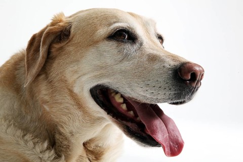 Portrait of a blonde Labrador in the studio