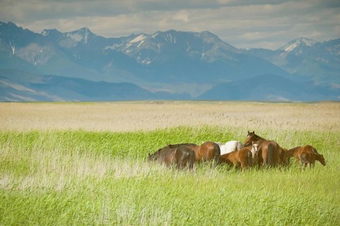 Group of horses grazing at green pasture, faded image