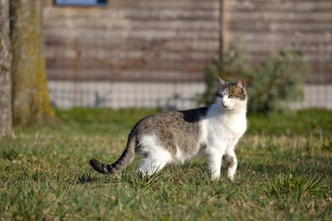Grey and white domestic cat searches attentively for food in the meadow