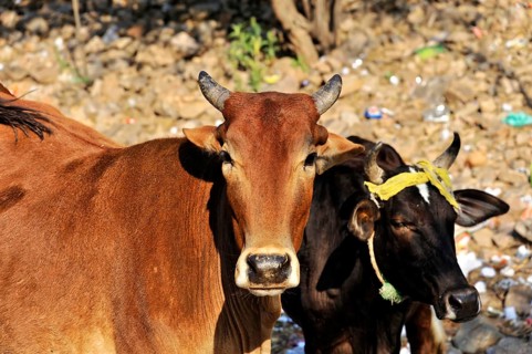 Jaipur, Rajasthan, North India, India, Asia, Two cows standing quietly together on a dusty road