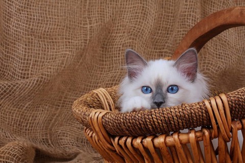 SACRED CAT OF BIRMA, SACRET CAT OF BIRMA, BIRMAN CAT, SITS IN BASKET